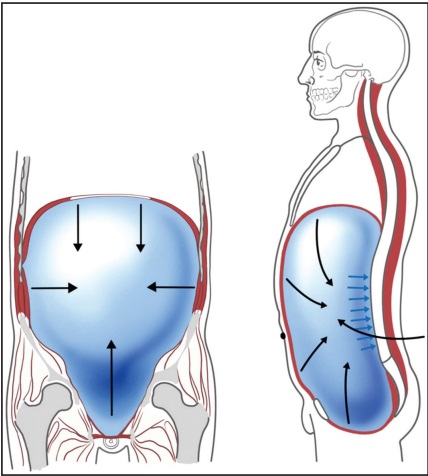 Describes how IAP (intra abdominal pressure) affects the spine